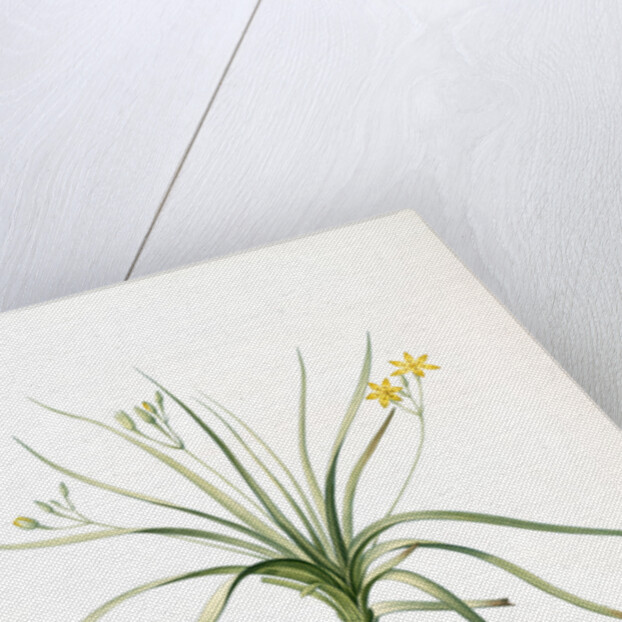 Hypoxia erecta, Hypoxis hirsuta; Hypoxis droite, Common Gold star by Pierre Joseph Redouté