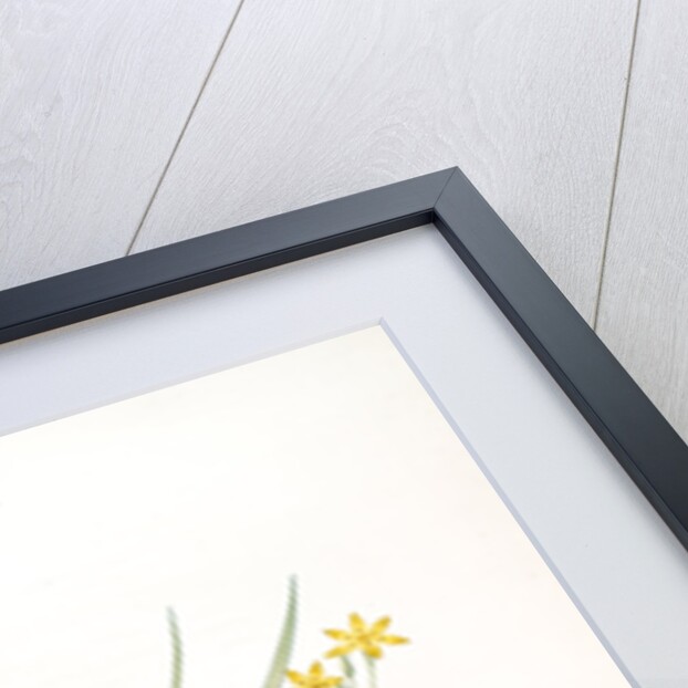 Hypoxia erecta, Hypoxis hirsuta; Hypoxis droite, Common Gold star by Pierre Joseph Redouté