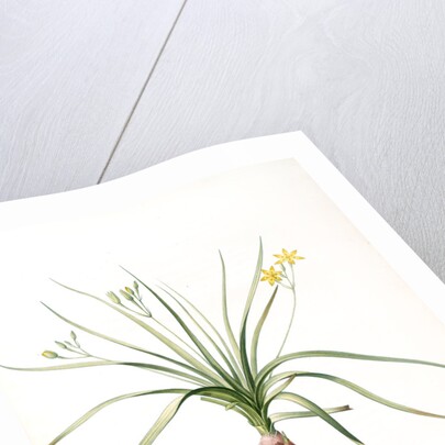 Hypoxia erecta, Hypoxis hirsuta; Hypoxis droite, Common Gold star by Pierre Joseph Redouté