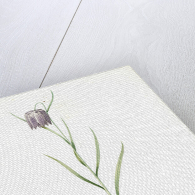 Fritillaria meleagris, Fritillaire pintade; Snakehead fritillary; Checkered lily by Pierre Joseph Redouté