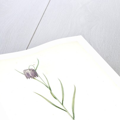 Fritillaria meleagris, Fritillaire pintade; Snakehead fritillary; Checkered lily by Pierre Joseph Redouté