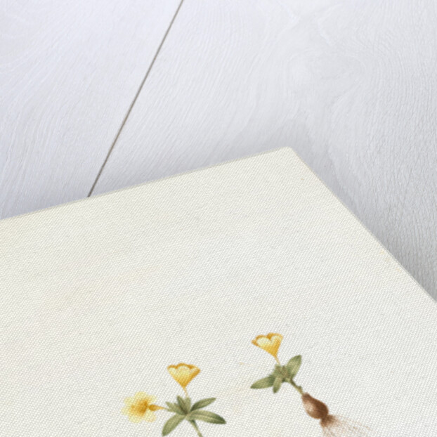 Galaxia ovata, Galaxia à feuilles ovales, Ovate-leaved galaxia by Pierre Joseph Redouté