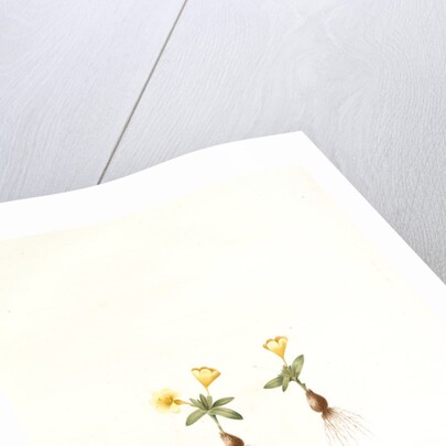 Galaxia ovata, Galaxia à feuilles ovales, Ovate-leaved galaxia by Pierre Joseph Redouté