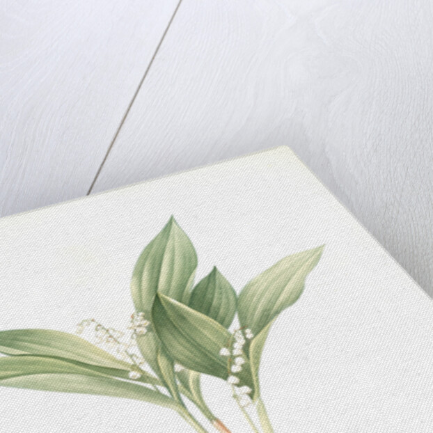 Convallaria majalis, Muguet de Mai; Lily of the valley by Pierre Joseph Redouté