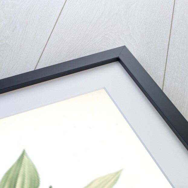 Convallaria majalis, Muguet de Mai; Lily of the valley by Pierre Joseph Redouté