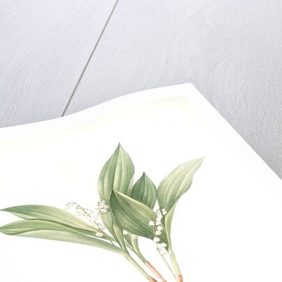 Convallaria majalis, Muguet de Mai; Lily of the valley by Pierre Joseph Redouté