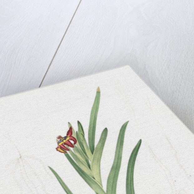 Ferraria Ferrariola, Ferrarie ferrariole by Pierre Joseph Redouté