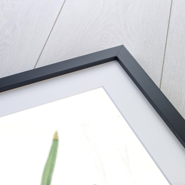 Ferraria Ferrariola, Ferrarie ferrariole by Pierre Joseph Redouté