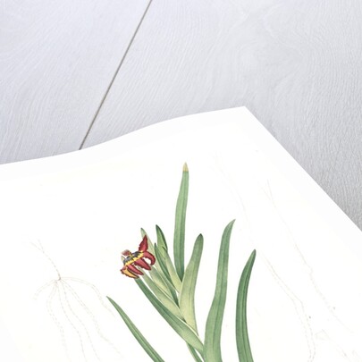 Ferraria Ferrariola, Ferrarie ferrariole by Pierre Joseph Redouté