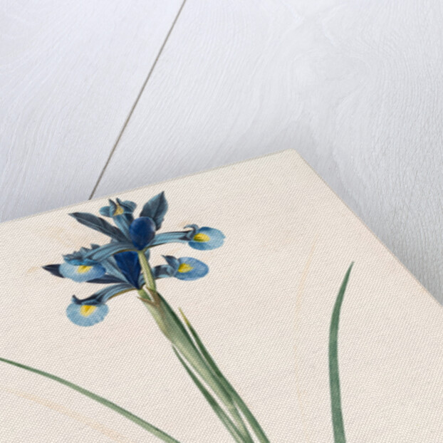 Iris Xiphium, Iris xiphium; Iris xiphium; Spanish Iris, Bulbous Iris by Pierre Joseph Redouté