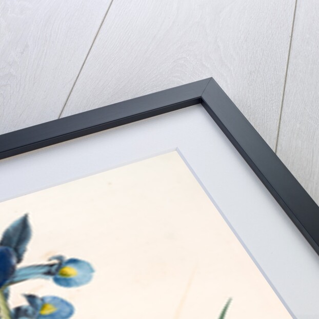 Iris Xiphium, Iris xiphium; Iris xiphium; Spanish Iris, Bulbous Iris by Pierre Joseph Redouté