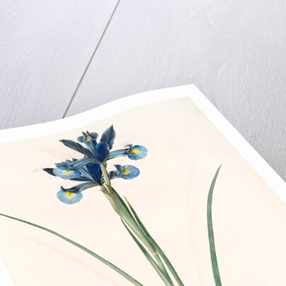 Iris Xiphium, Iris xiphium; Iris xiphium; Spanish Iris, Bulbous Iris by Pierre Joseph Redouté