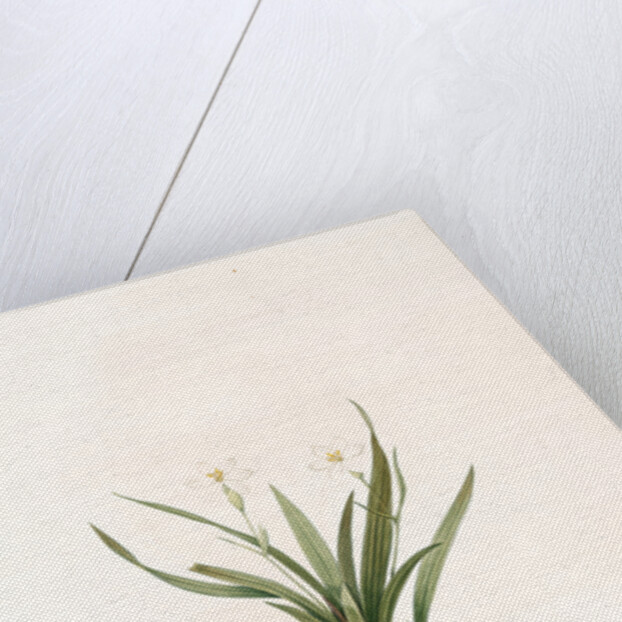 Pancratium calathiforme, Hymenocallis calathina; Pancrace à grand nectaire; Basket-flower, Basket Lily by Pierre Joseph Redouté