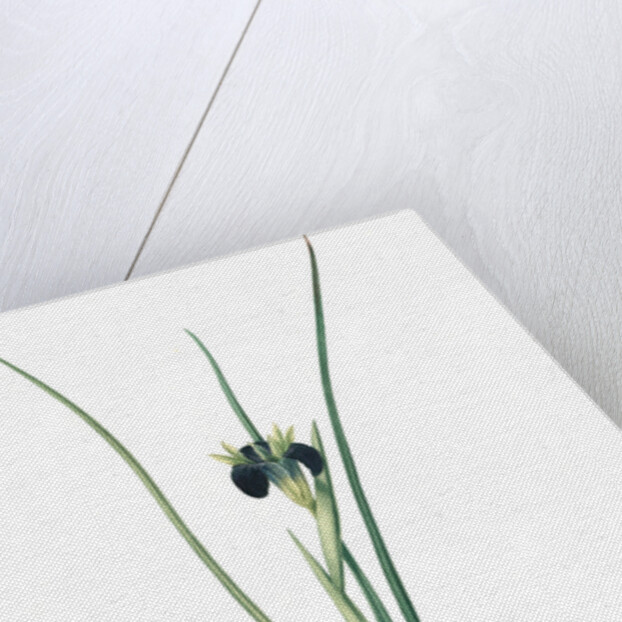 Iris tuberosa, Hermodactylus tuberosus; Snake's head Iris, Widow Iris by Pierre Joseph Redouté