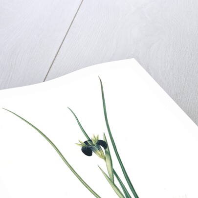 Iris tuberosa, Hermodactylus tuberosus; Snake's head Iris, Widow Iris by Pierre Joseph Redouté