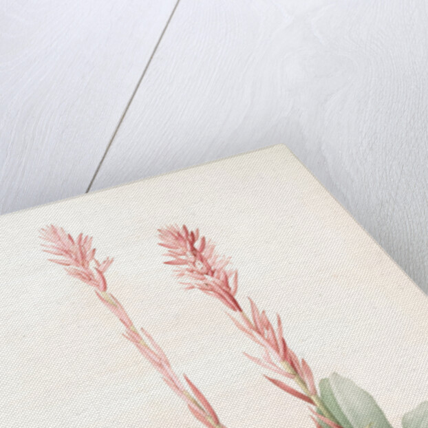 Neottia speciosa, Stenorhynchus speciosus; Néottie à fleurs roses by Pierre Joseph Redouté