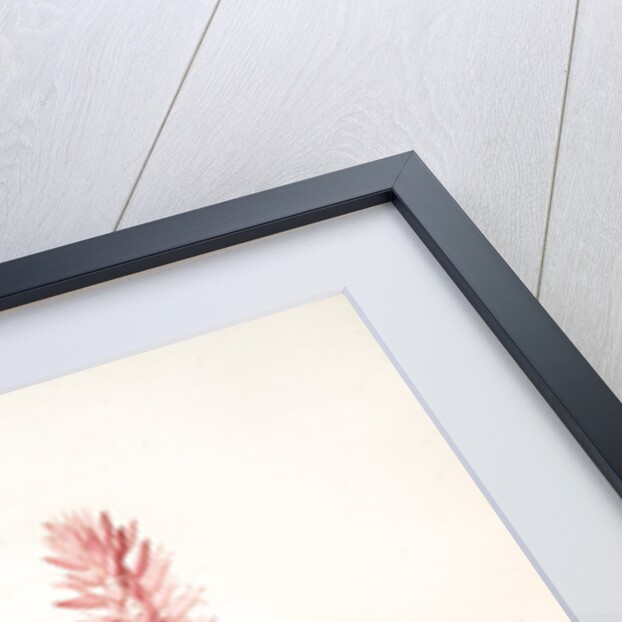 Neottia speciosa, Stenorhynchus speciosus; Néottie à fleurs roses by Pierre Joseph Redouté