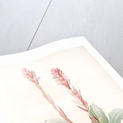 Neottia speciosa, Stenorhynchus speciosus; Néottie à fleurs roses by Pierre Joseph Redouté