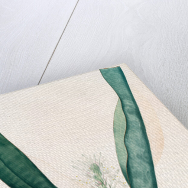 Sanseviera guineensis, Sansevieria thyrsiflora; Sansviera de Guinée, African hemp by Pierre Joseph Redouté