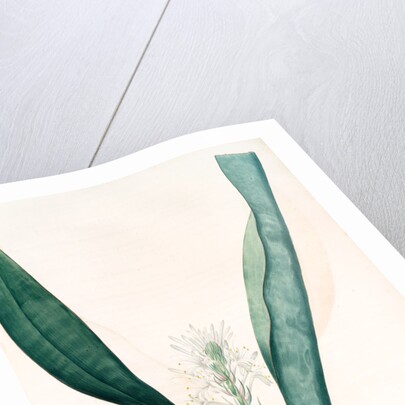 Sanseviera guineensis, Sansevieria thyrsiflora; Sansviera de Guinée, African hemp by Pierre Joseph Redouté