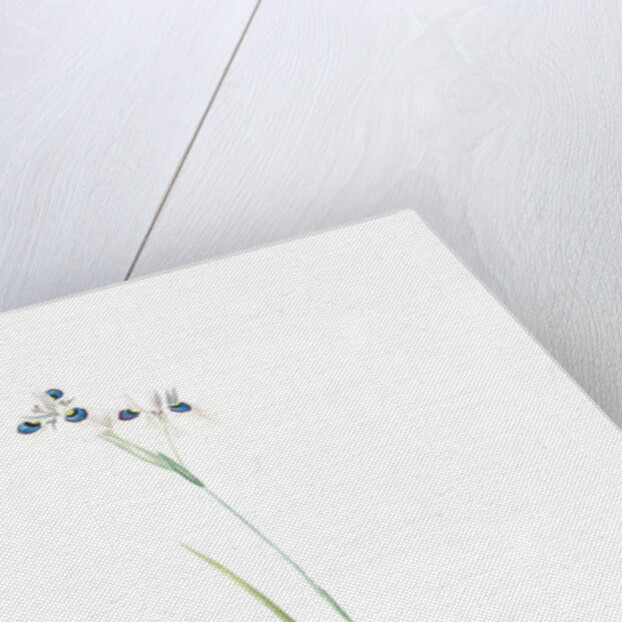 Vieusseuxia glaucopis, Moraea glaucopis; Vieusseuxie à taches bleues, Peacock Iris; Pavonia by Pierre Joseph Redouté