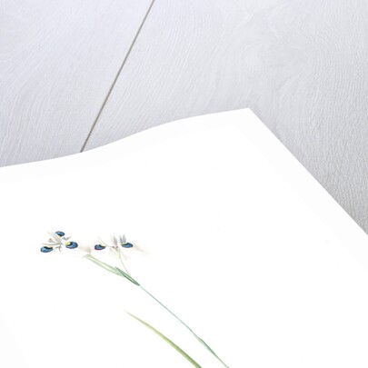 Vieusseuxia glaucopis, Moraea glaucopis; Vieusseuxie à taches bleues, Peacock Iris; Pavonia by Pierre Joseph Redouté