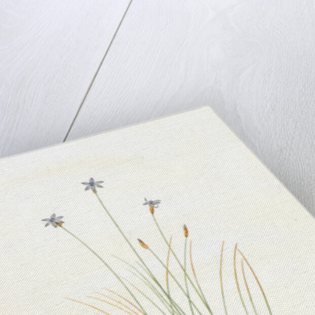 Aphyllanthes monspeliensis, Aphylanthe de Montpellier, Blue Grass Lily by Pierre Joseph Redouté