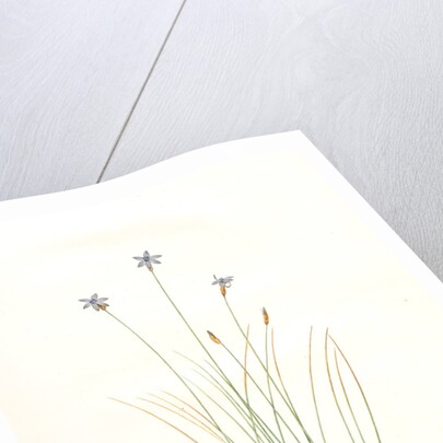 Aphyllanthes monspeliensis, Aphylanthe de Montpellier, Blue Grass Lily by Pierre Joseph Redouté