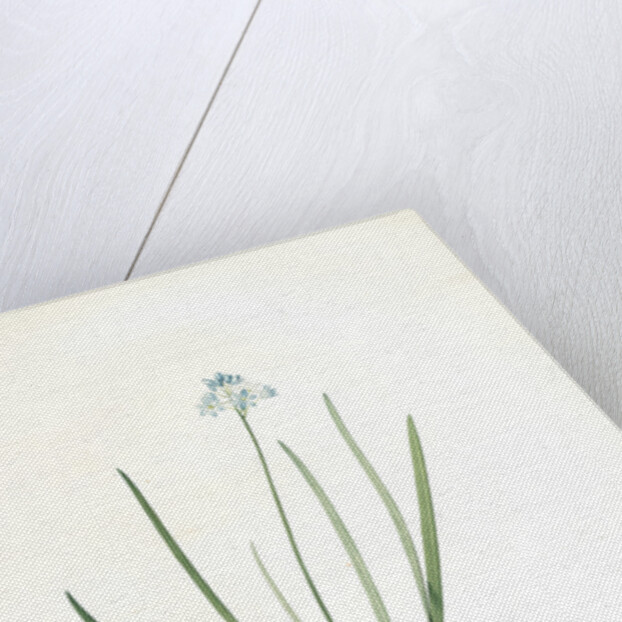 Scilla umbellata, Scilla verna; Scille en ombelle, Spring squill by Pierre Joseph Redouté