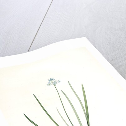 Scilla umbellata, Scilla verna; Scille en ombelle, Spring squill by Pierre Joseph Redouté