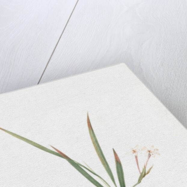 Gladiolus inclinatus, Babiana tubiflora; Glaïeul incliné, Long-tubed Babiana by Pierre Joseph Redouté