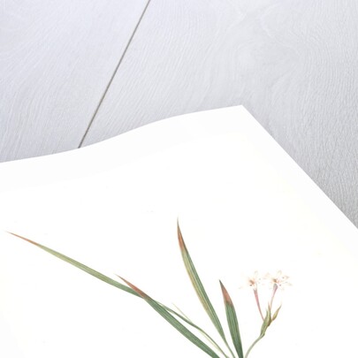 Gladiolus inclinatus, Babiana tubiflora; Glaïeul incliné, Long-tubed Babiana by Pierre Joseph Redouté