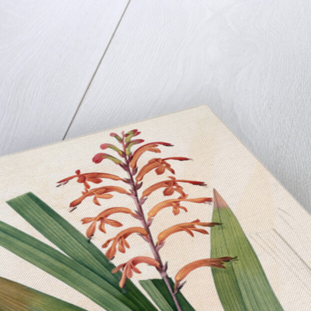 Antholyza praealta, Chasmanthe aethiopica; Antholyze élevée, Flag-leaved Antholyza by Pierre Joseph Redouté