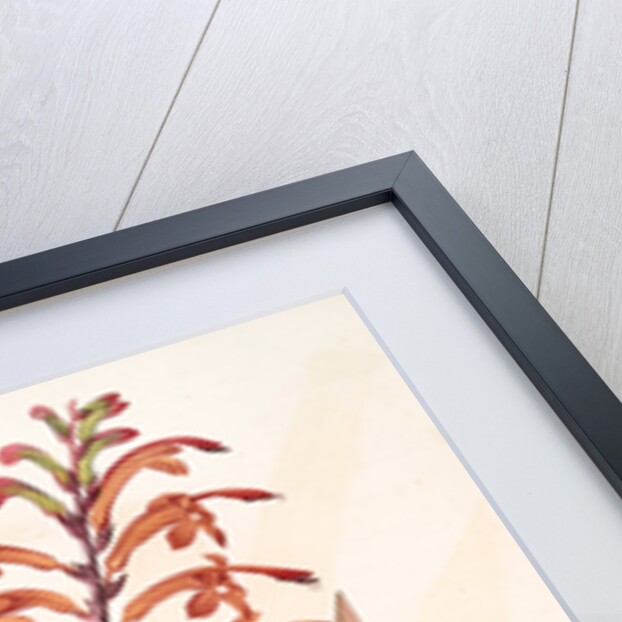 Antholyza praealta, Chasmanthe aethiopica; Antholyze élevée, Flag-leaved Antholyza by Pierre Joseph Redouté