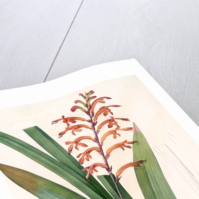 Antholyza praealta, Chasmanthe aethiopica; Antholyze élevée, Flag-leaved Antholyza by Pierre Joseph Redouté