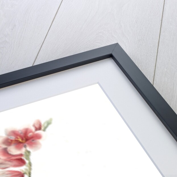 Ixia hyalina, Tritonia hyalina; Ixia demi-transparente; Tritonia by Pierre Joseph Redouté