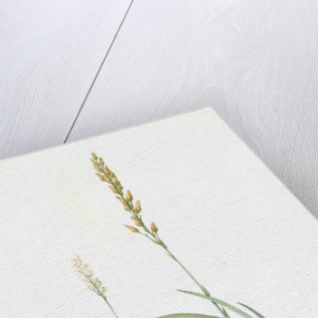 Abama ossifraga, Narthecium ossifragum; Abama des marais; Bog-Ashpodel by Pierre Joseph Redouté