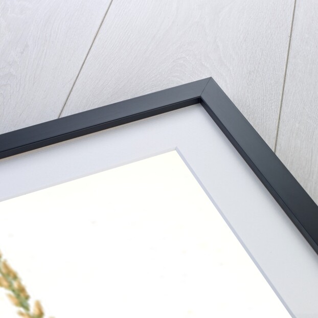 Abama ossifraga, Narthecium ossifragum; Abama des marais; Bog-Ashpodel by Pierre Joseph Redouté