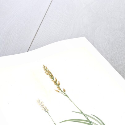 Abama ossifraga, Narthecium ossifragum; Abama des marais; Bog-Ashpodel by Pierre Joseph Redouté