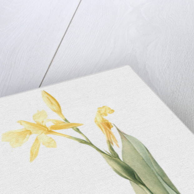 Canna flaccida, Balisier flasque, Golden Canna; Bandana of the Everglades by Pierre Joseph Redouté