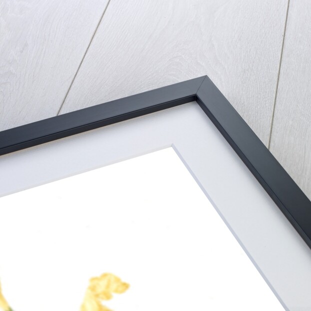 Canna flaccida, Balisier flasque, Golden Canna; Bandana of the Everglades by Pierre Joseph Redouté