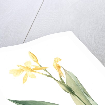 Canna flaccida, Balisier flasque, Golden Canna; Bandana of the Everglades by Pierre Joseph Redouté