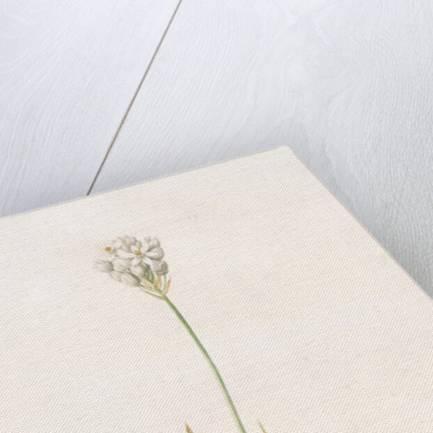 Ornithogalum thyrsoides, Ornithogale en Thyrse; Chincherinchee or African Wonder Flower by Pierre Joseph Redouté