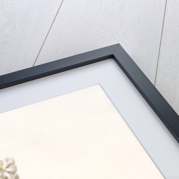 Ornithogalum thyrsoides, Ornithogale en Thyrse; Chincherinchee or African Wonder Flower by Pierre Joseph Redouté