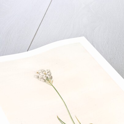 Ornithogalum thyrsoides, Ornithogale en Thyrse; Chincherinchee or African Wonder Flower by Pierre Joseph Redouté
