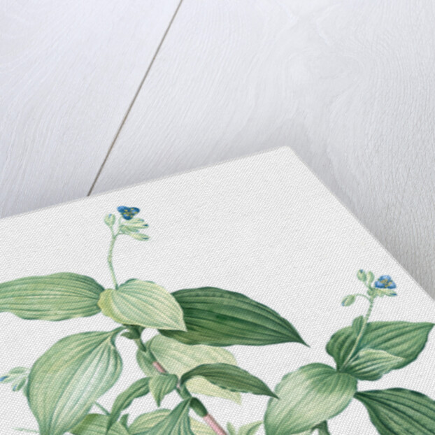 Tradescantia erecta, Tinantia fugax; Ephémère droite by Pierre Joseph Redouté