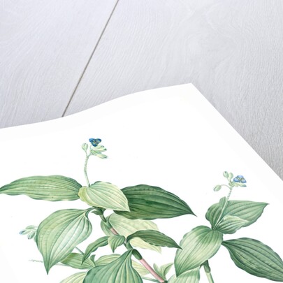 Tradescantia erecta, Tinantia fugax; Ephémère droite by Pierre Joseph Redouté