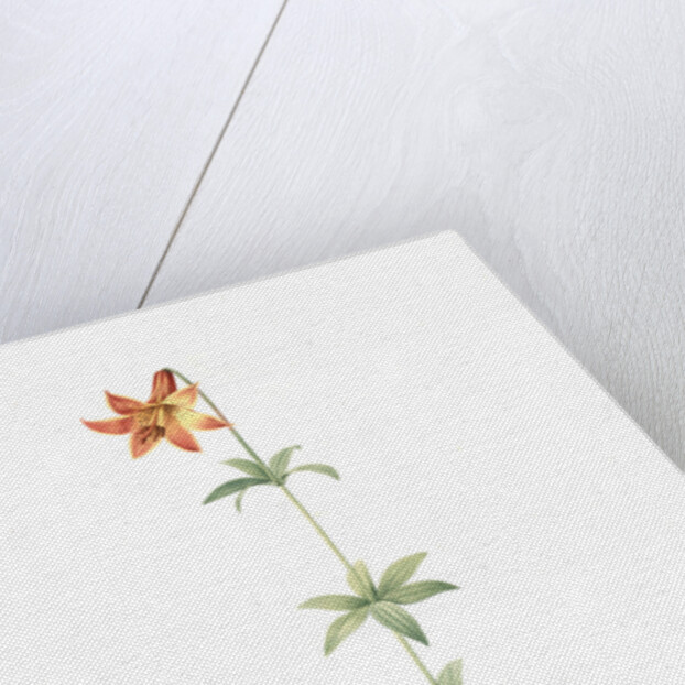 Lilium penduliflorum, Lilium canadense; lis à fleur pendante, Canadian lily; meadow lily by Pierre Joseph Redouté