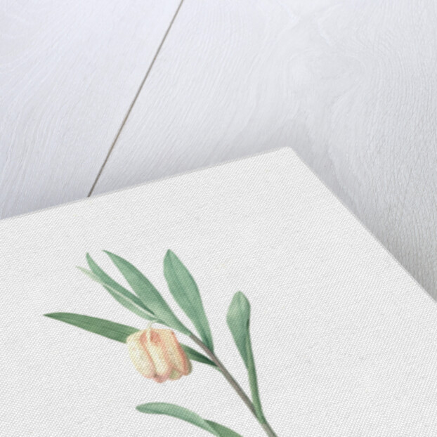 Fritillaria latifolia, Fritillaire à large feuille, Broad-leaved Fritillaria by Pierre Joseph Redouté