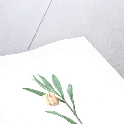 Fritillaria latifolia, Fritillaire à large feuille, Broad-leaved Fritillaria by Pierre Joseph Redouté